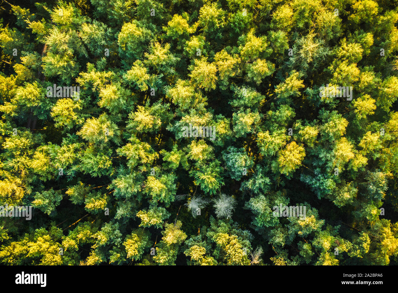 Tree canopy aerial uk hi-res stock photography and images - Alamy