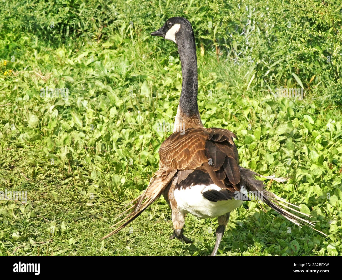 Canada goose walking along grassy area with injured wings Stock Photo