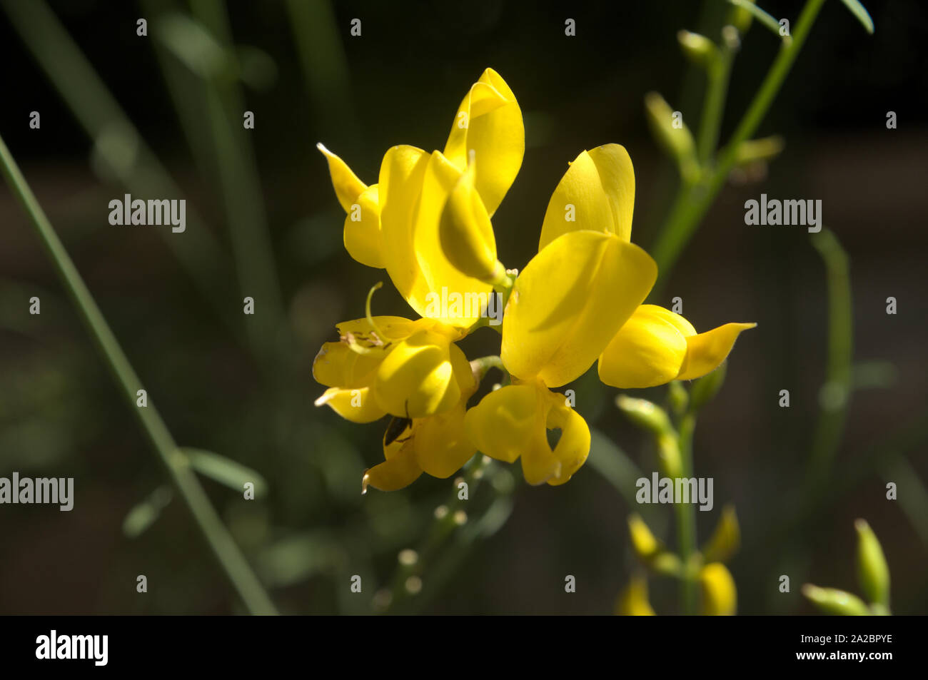 Cytisus scoparius; yellow flowers of broom in Tuscany Stock Photo