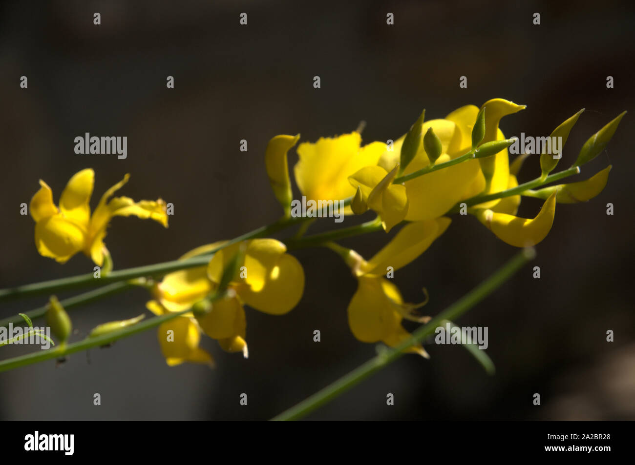 Cytisus scoparius; yellow flowers of broom in Tuscany Stock Photo