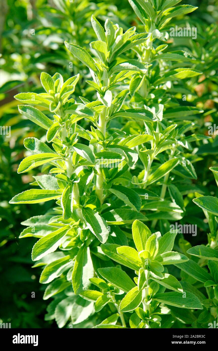 Sweet plant. Stevia rebaudiana Stock Photo Alamy