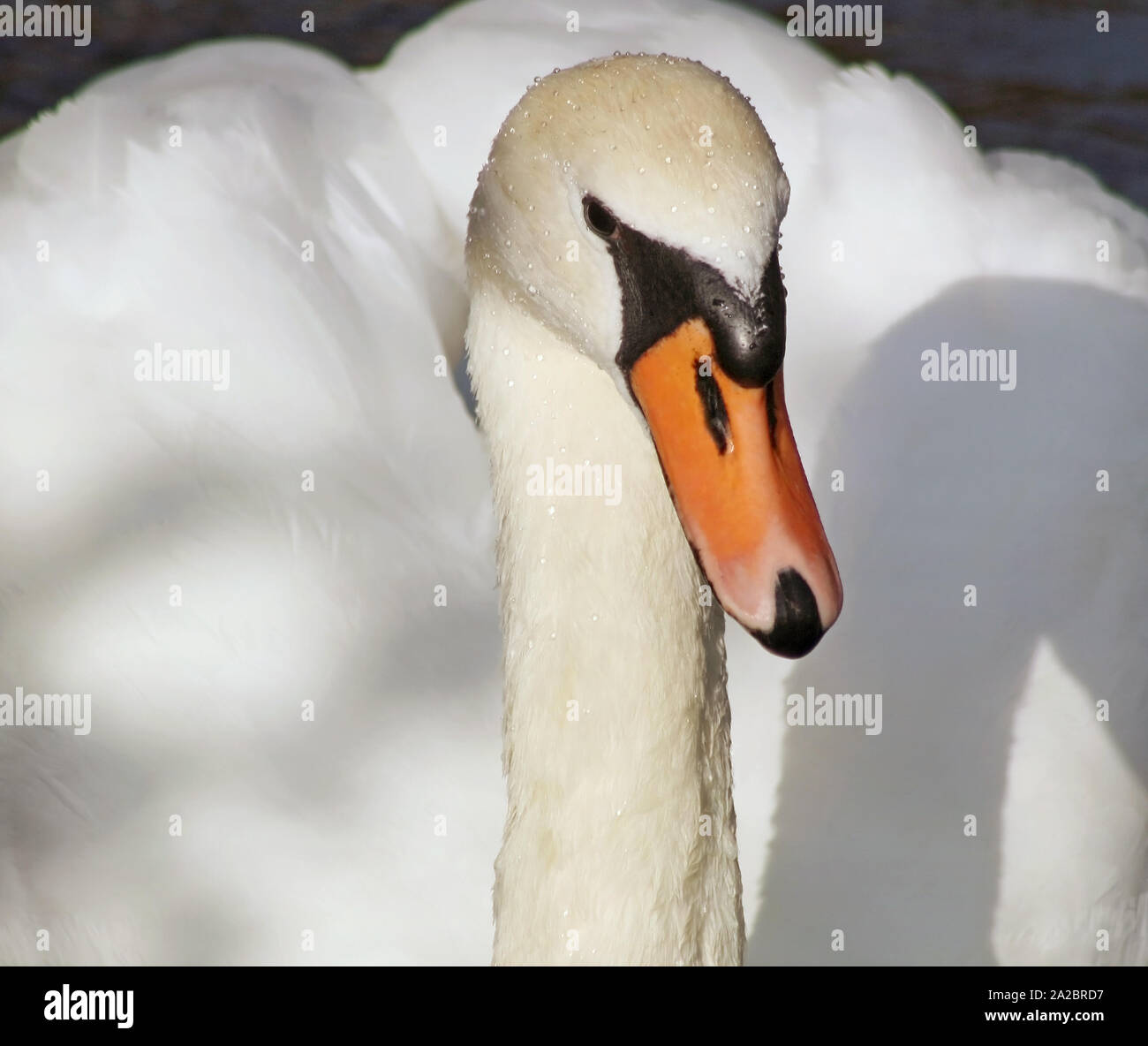 Close up of the beautiful Mute Swan with its distinctive orange beak Stock Photo