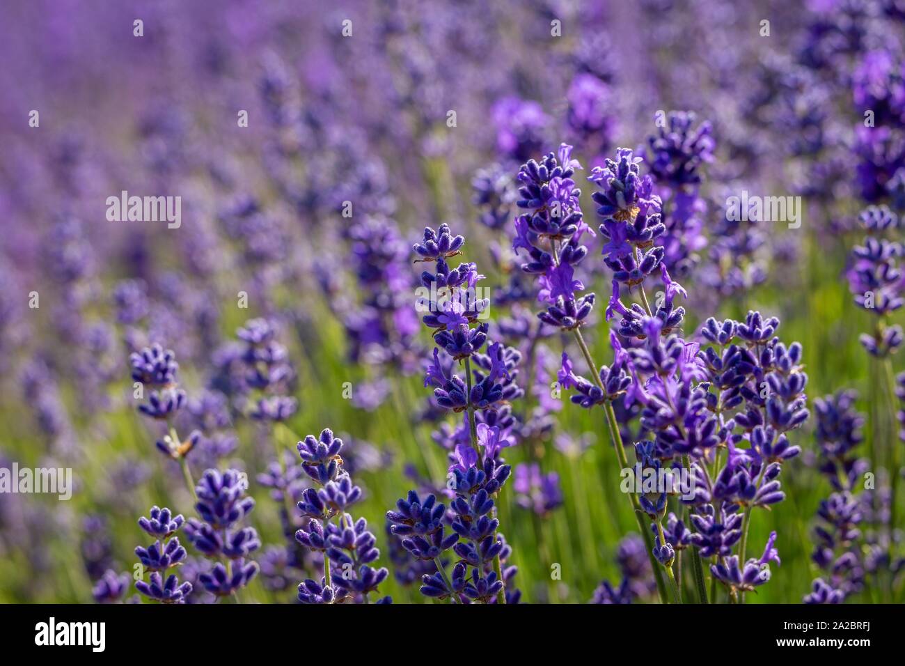 Field of lavender flowers (lavandula angustifolia). Stock Photo