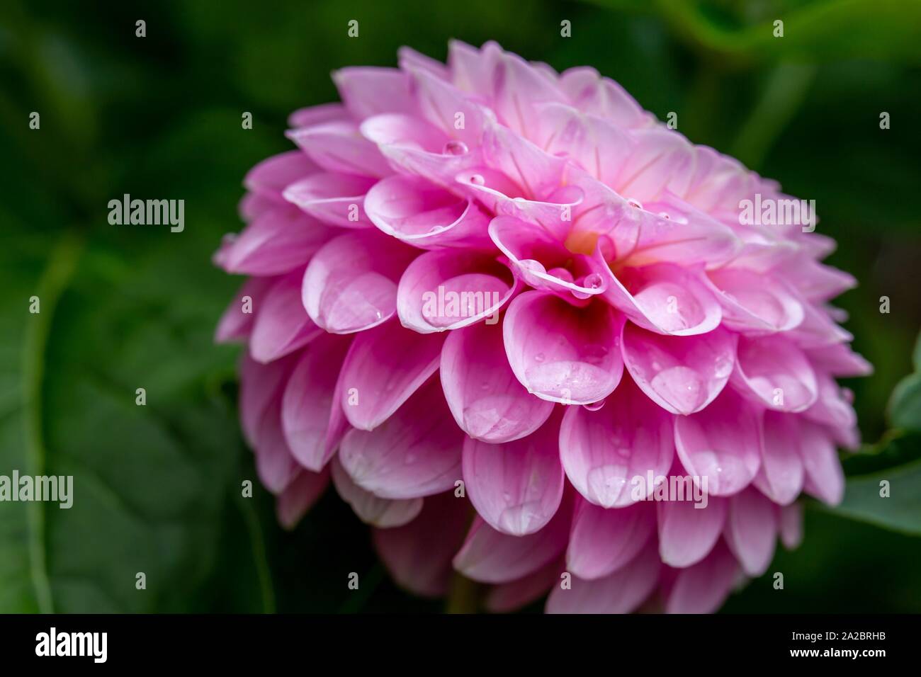 Close up of pink Dahlia (Asteroideae) covered in waterdrops. Stock Photo