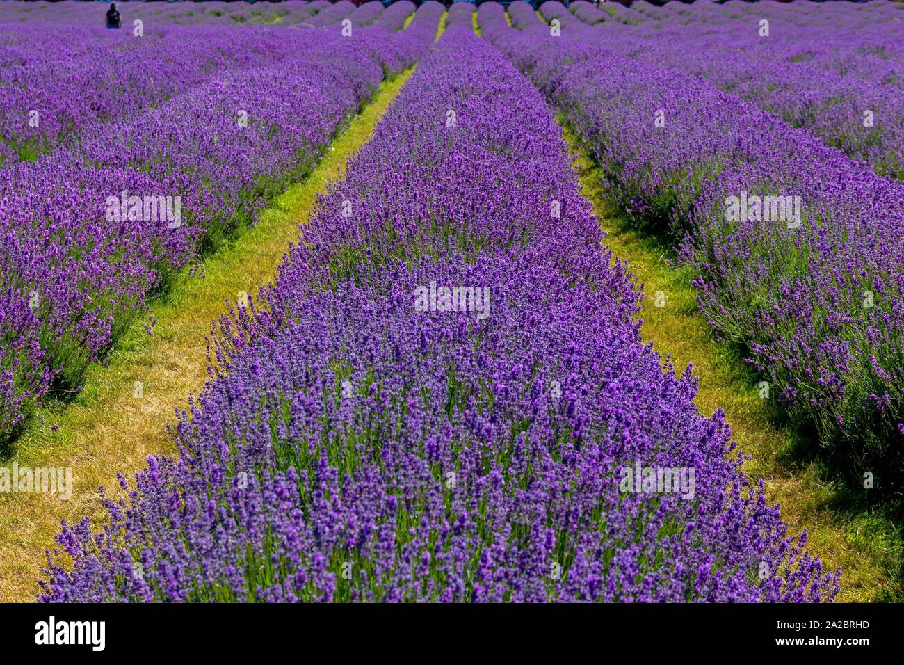 Person standing among the rows of flowering, blooming lavender plants