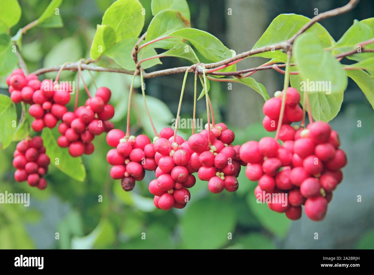 Schisandra growing on branch in row. Clusters of ripe schizandra. Crop of useful plant. Red schizandra hang in row on green branch. Schizandra Stock Photo