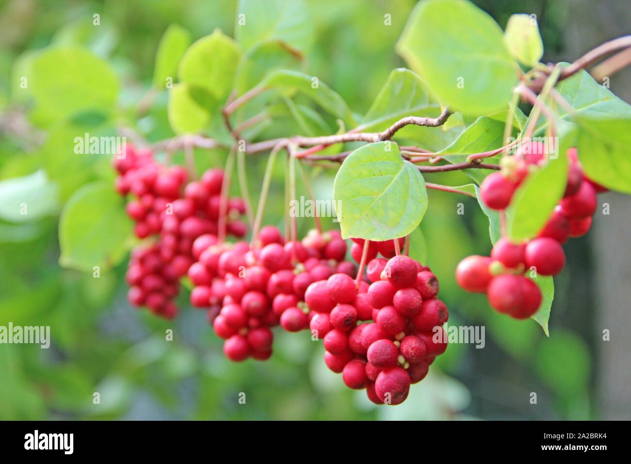 Schisandra growing on branch in row. Clusters of ripe schizandra. Crop of useful plant. Red schizandra hang in row on green branch. Schizandra Stock Photo