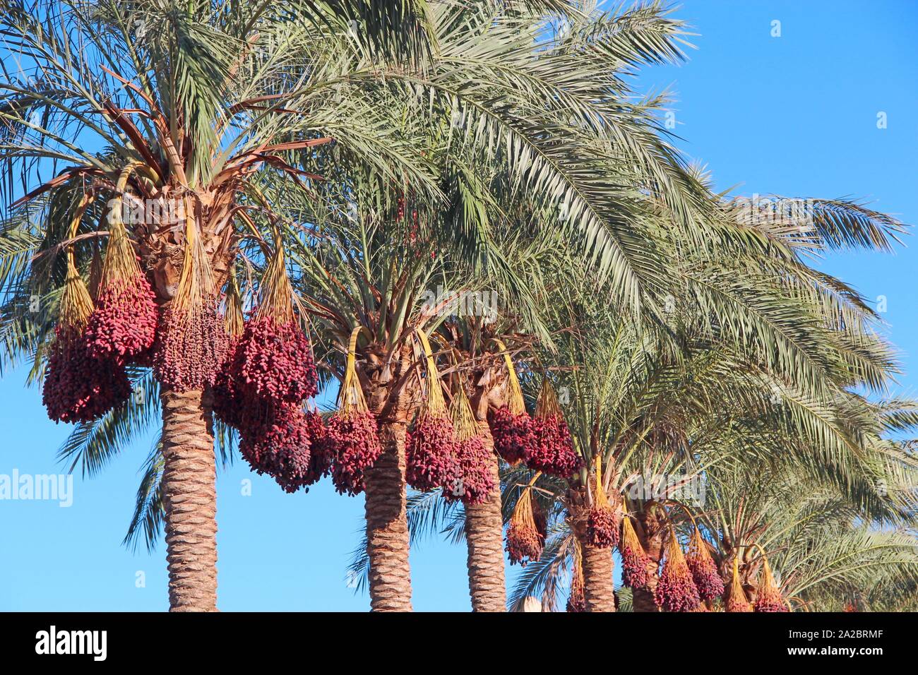 date tree hi-res stock photography and images - alamy