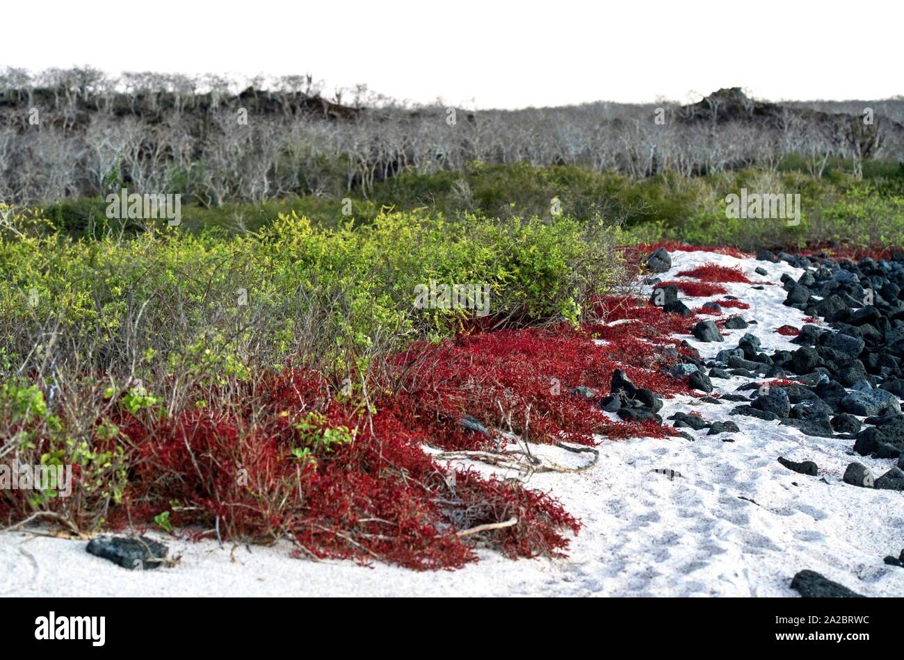Cost vegetation with Galapagos carpetweed (Sesuvium edmonstonei), an endemic succulent plant, Floreana Island, Galapagos Islands, Ecuador. Stock Photo