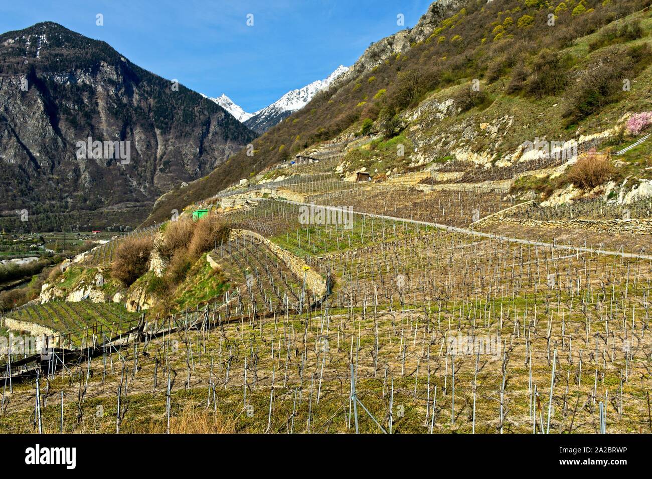 Vineyards in spring, Branson, Valais, Switzerland. Stock Photo