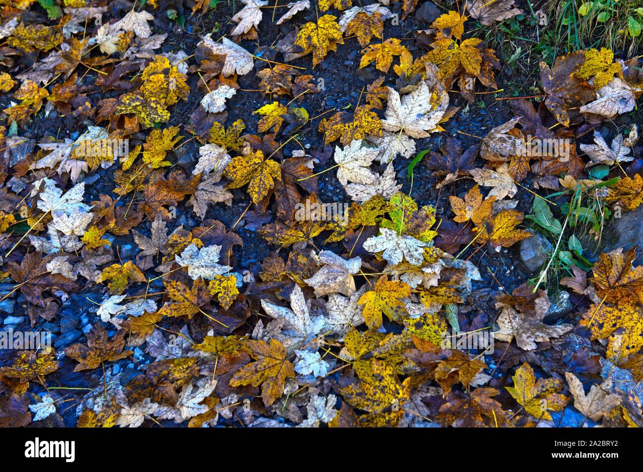 Autumn leaves, Cirque du Fer a Cheval, Sixt-Fer-a--Cheval, Giffre Valley, Haute-Savoie, France. Stock Photo