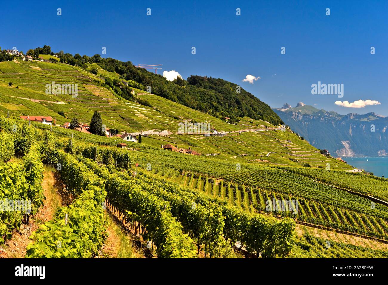 Wine-growing area Lavaux at Lake Leman, Riex, Vaud, Switzerland. Stock Photo