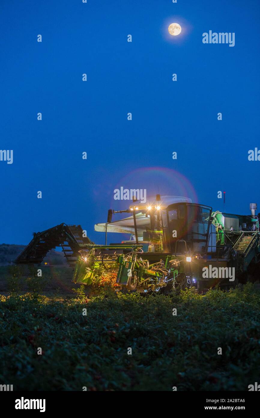 Tomato harvester working at night under moonlight. Vegas Bajas del Guadiana, Spain. Stock Photo