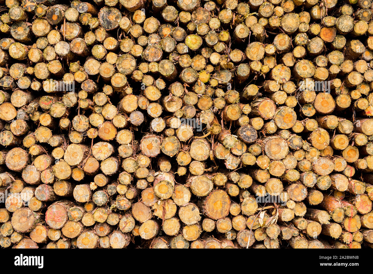 Pile of chopped fire wood Stock Photo