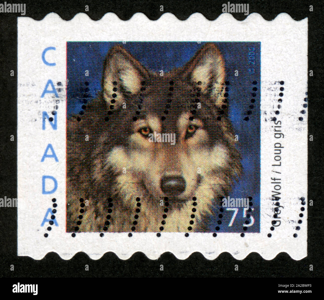 Loup Gris High Resolution Stock Photography And Images Alamy Loup Gris High Resolution Stock Photography And Images Alamy