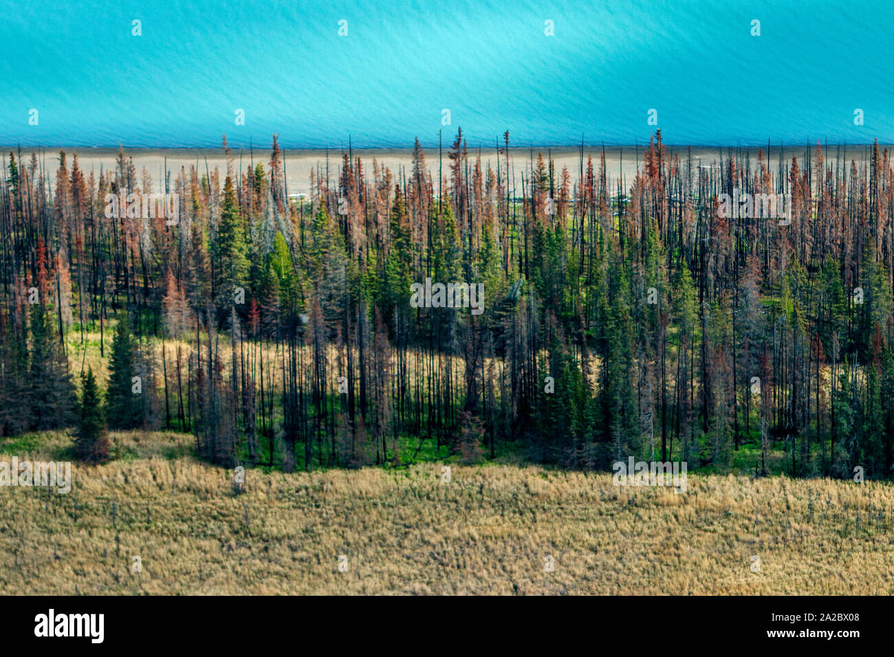 A patch of damaged forest near Anchorage in Alaska. The borealis forest – typically pine, birch and larch - make up about thirty percent of all forest in the world. Less efficient than rain forests, it’s still a vital part of the carbon sink. The mean temperature in the arctic areas are already 1.5c warmer than normal. Higher levels of CO2 accelerate growth of the forest. However; as growth is accellerated, the lifespan of the trees is shortened. The net result is a CO2 saturated forest that turn from being a carbon sink to emitter. Stock Photo