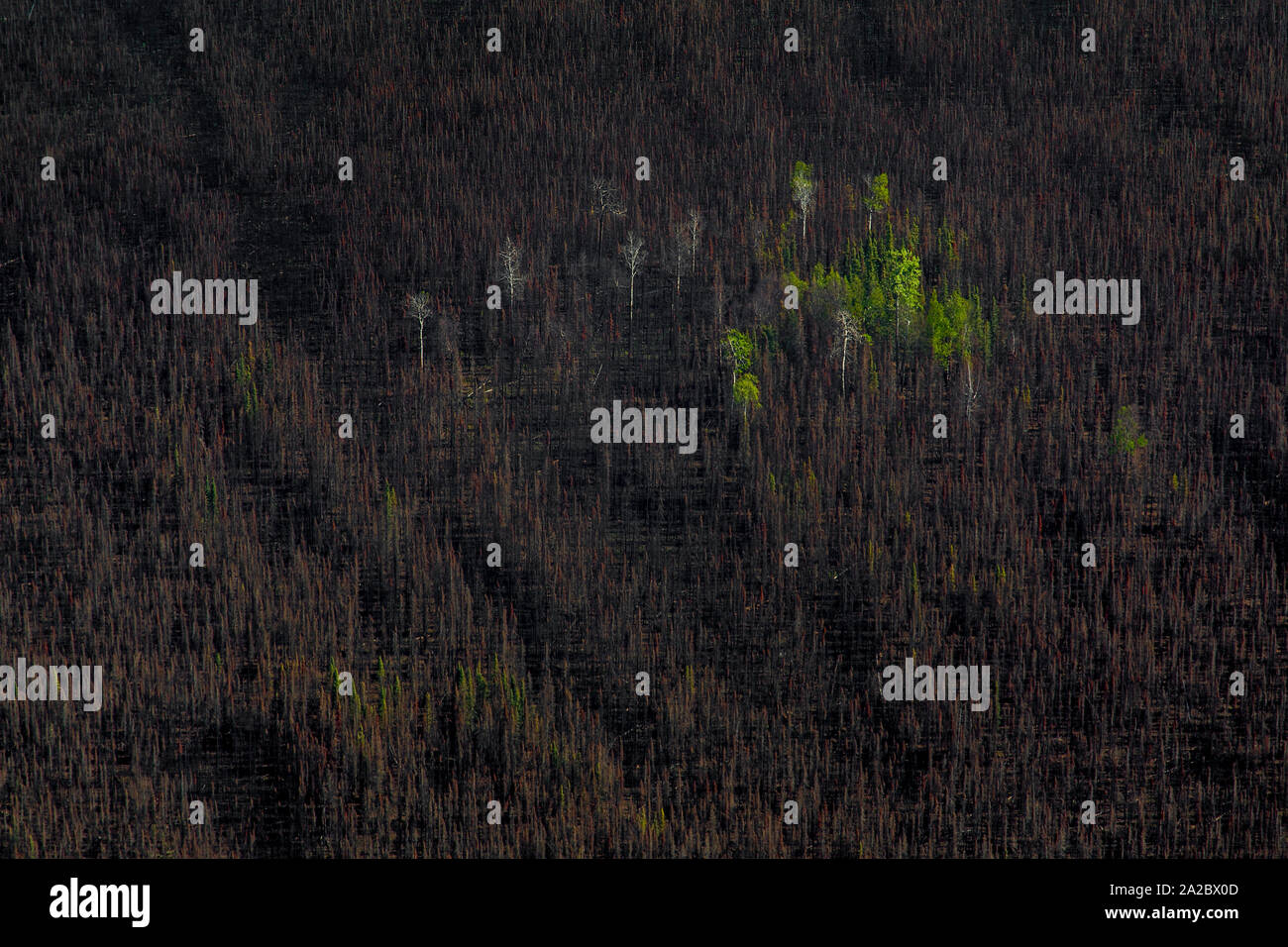 A patch of damaged forest near Anchorage in Alaska. The borealis forest – typically pine, birch and larch - make up about thirty percent of all forest in the world. Less efficient than rain forests, it’s still a vital part of the carbon sink. The mean temperature in the arctic areas are already 1.5c warmer than normal. Higher levels of CO2 accelerate growth of the forest. However; as growth is accellerated, the lifespan of the trees is shortened. The net result is a CO2 saturated forest that turn from being a carbon sink to emitter. Stock Photo