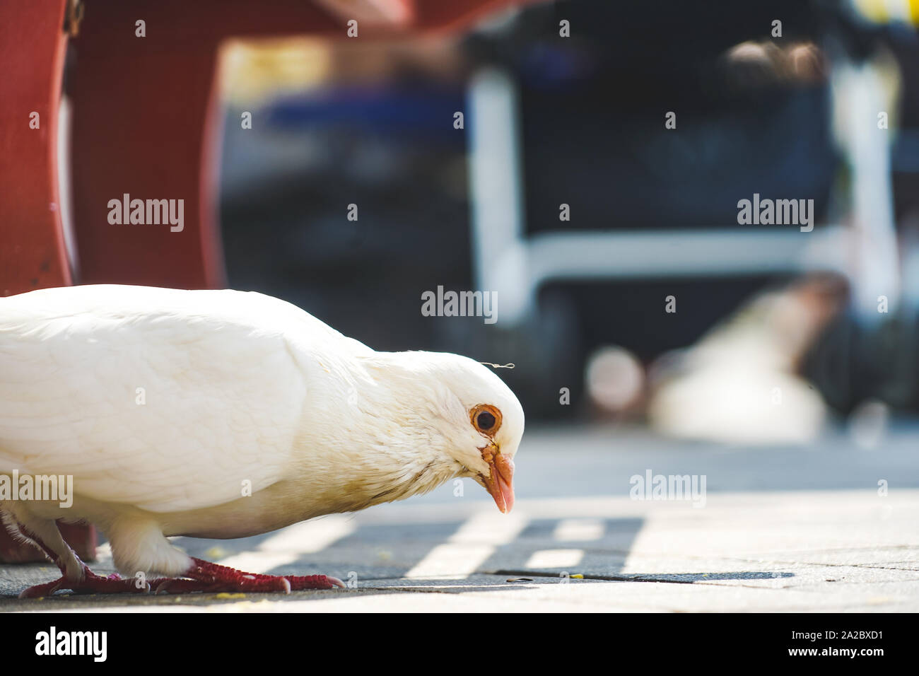 a white pidgeon looking for food on the street at daylight Stock Photo