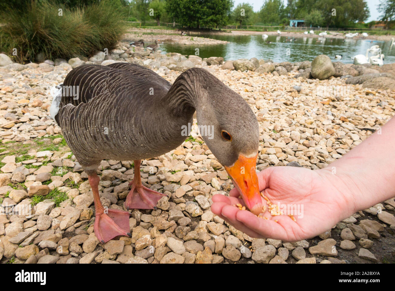 Child  / children / kids / kids hand feed bird / birds at the Slimbridge wetlands centre. WWT Slimbridge, UK. (110) Stock Photo