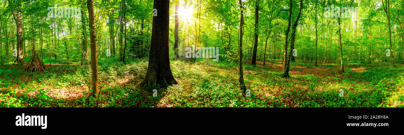 Bright sun is shining through the trees in the forest Stock Photo