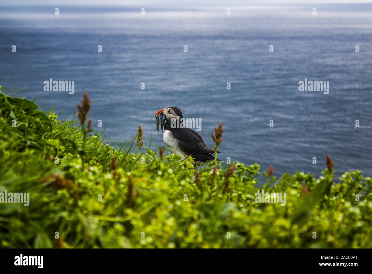A Puffin Bird across the Atlantic ocean in the country of Faroe Islands sits and relaxes after a good act of fishing. This catch consist of multiple f Stock Photo