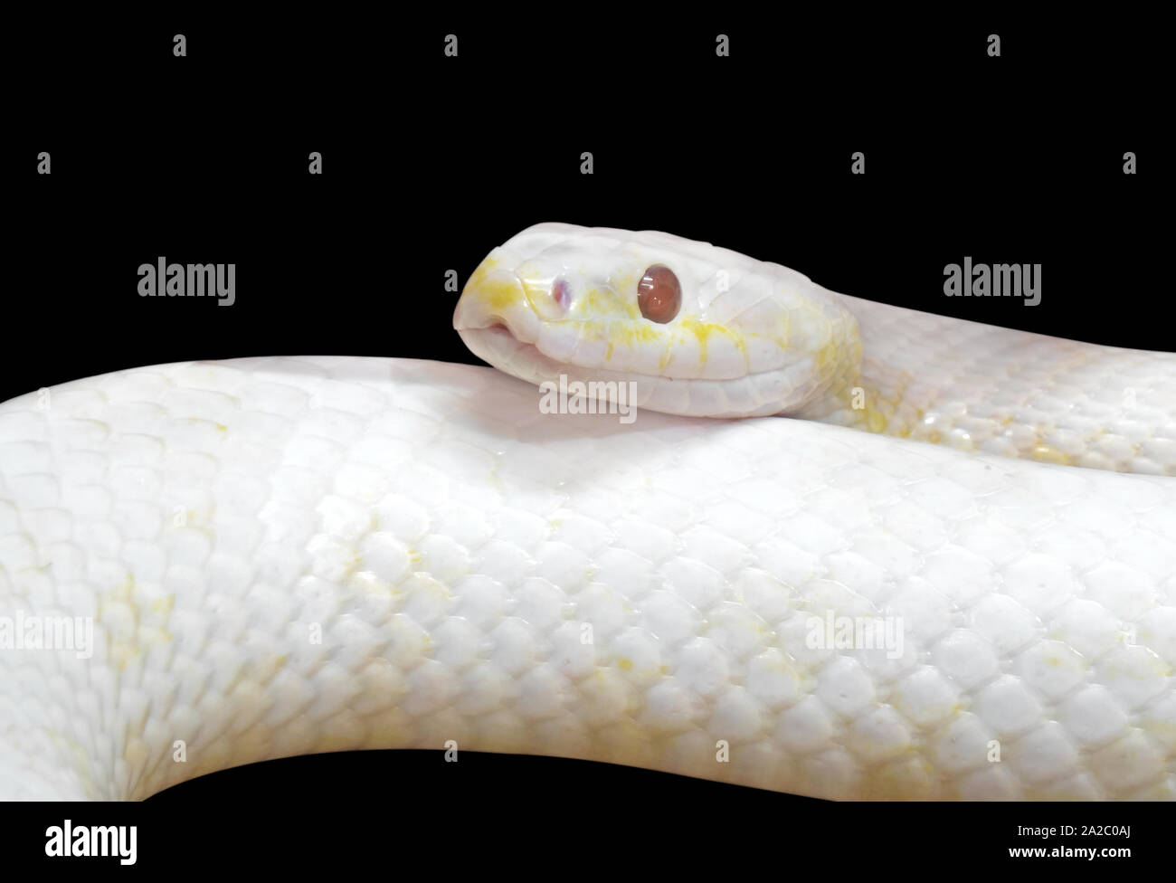 Closeup Albino Black Rat Snake Coiled Isolated on Black Background with Clipping Path Stock Photo