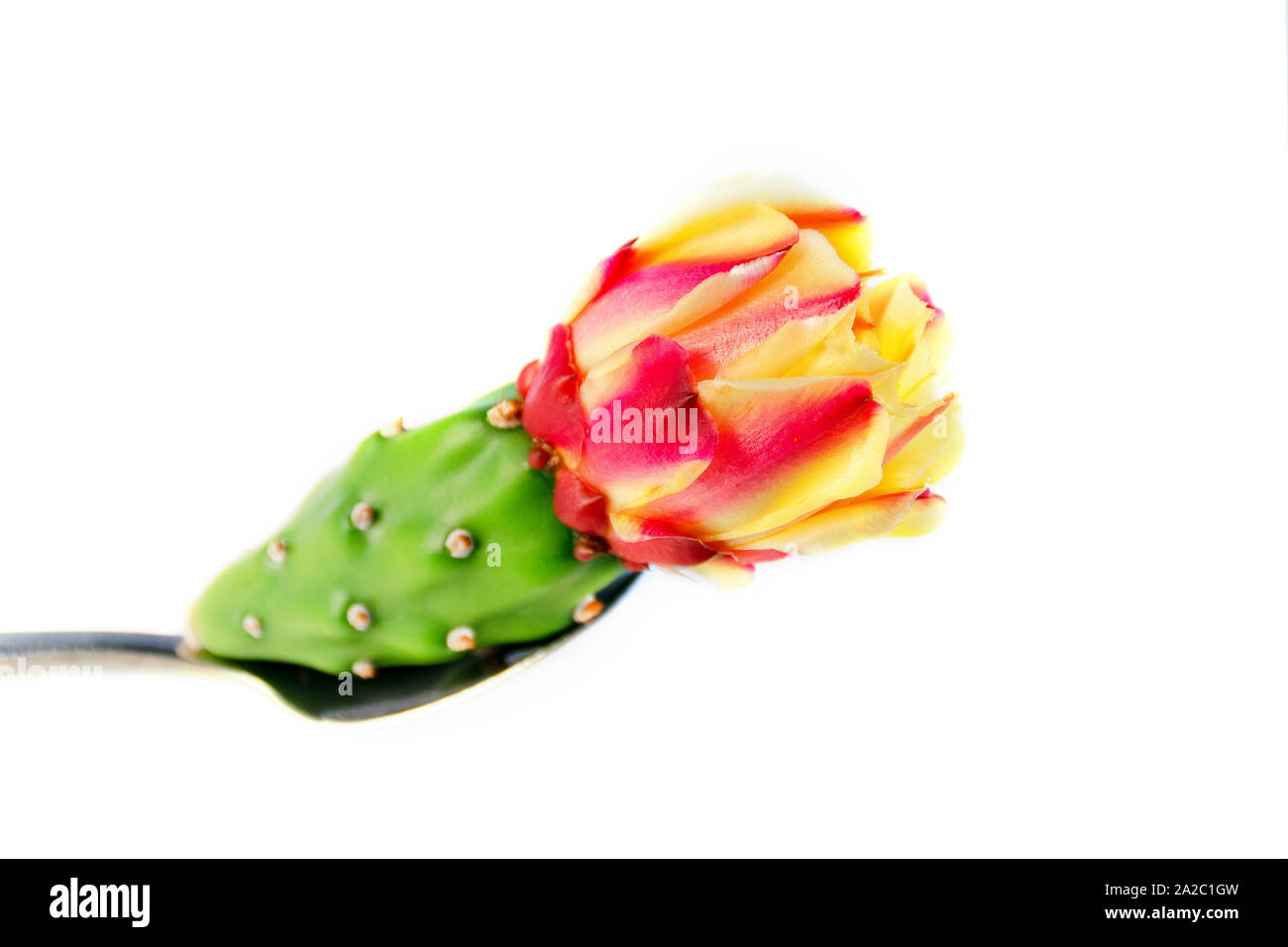 Prickly flower in spoon, side view, white background. Opuntia, barbary fig, ficus indica, Indian fig, spineless cactus, cactus pear. Stock Photo