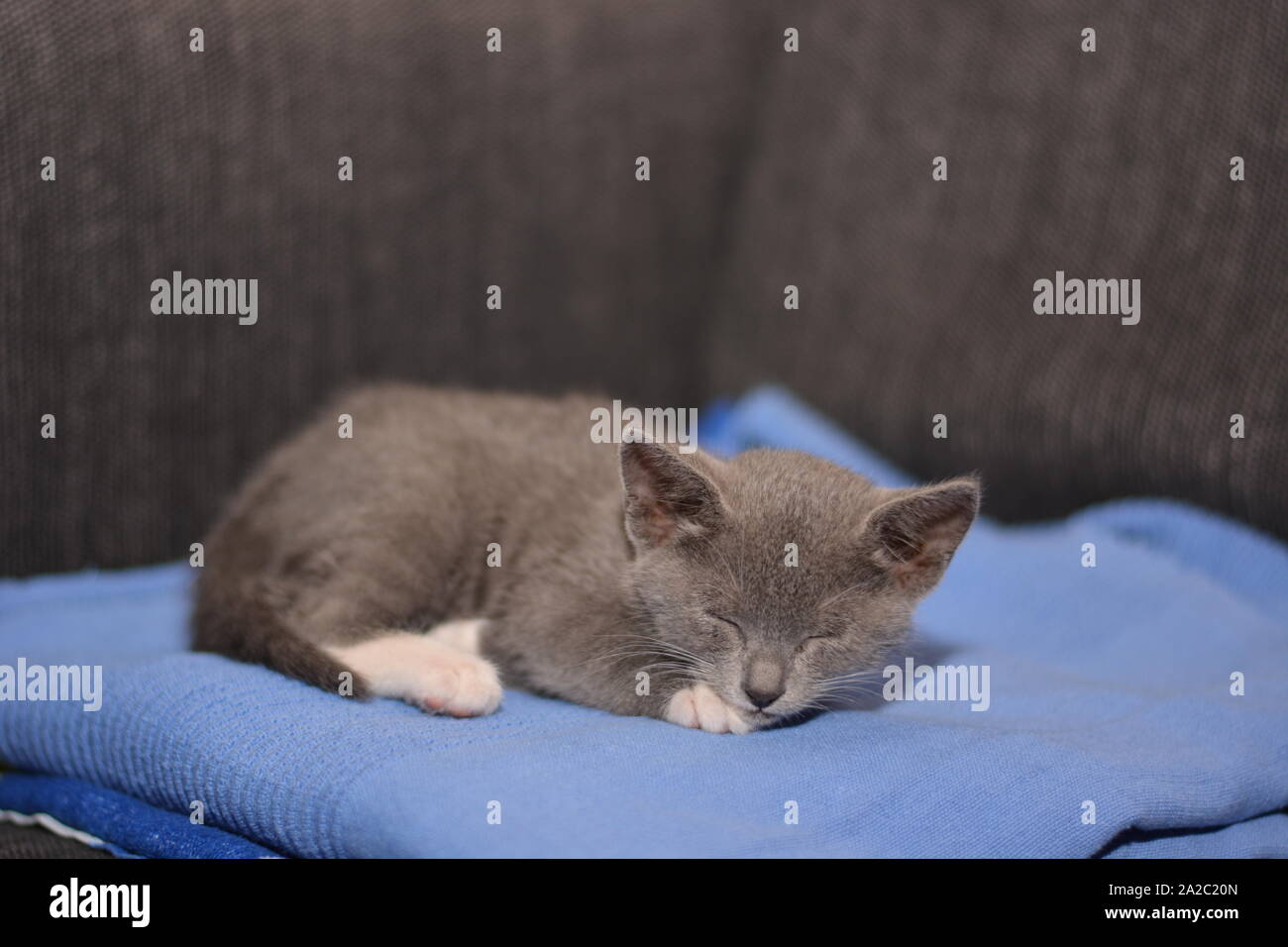 Gray baby cat sleeping Stock Photo - Alamy