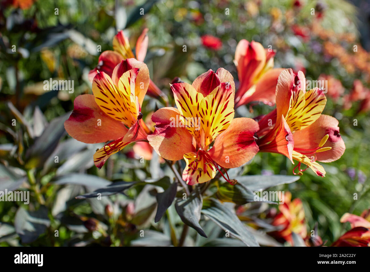 Stunningly vivid and colourful Peruvian lily (Alstroemeria) flowers on a sunny day. Stock Photo