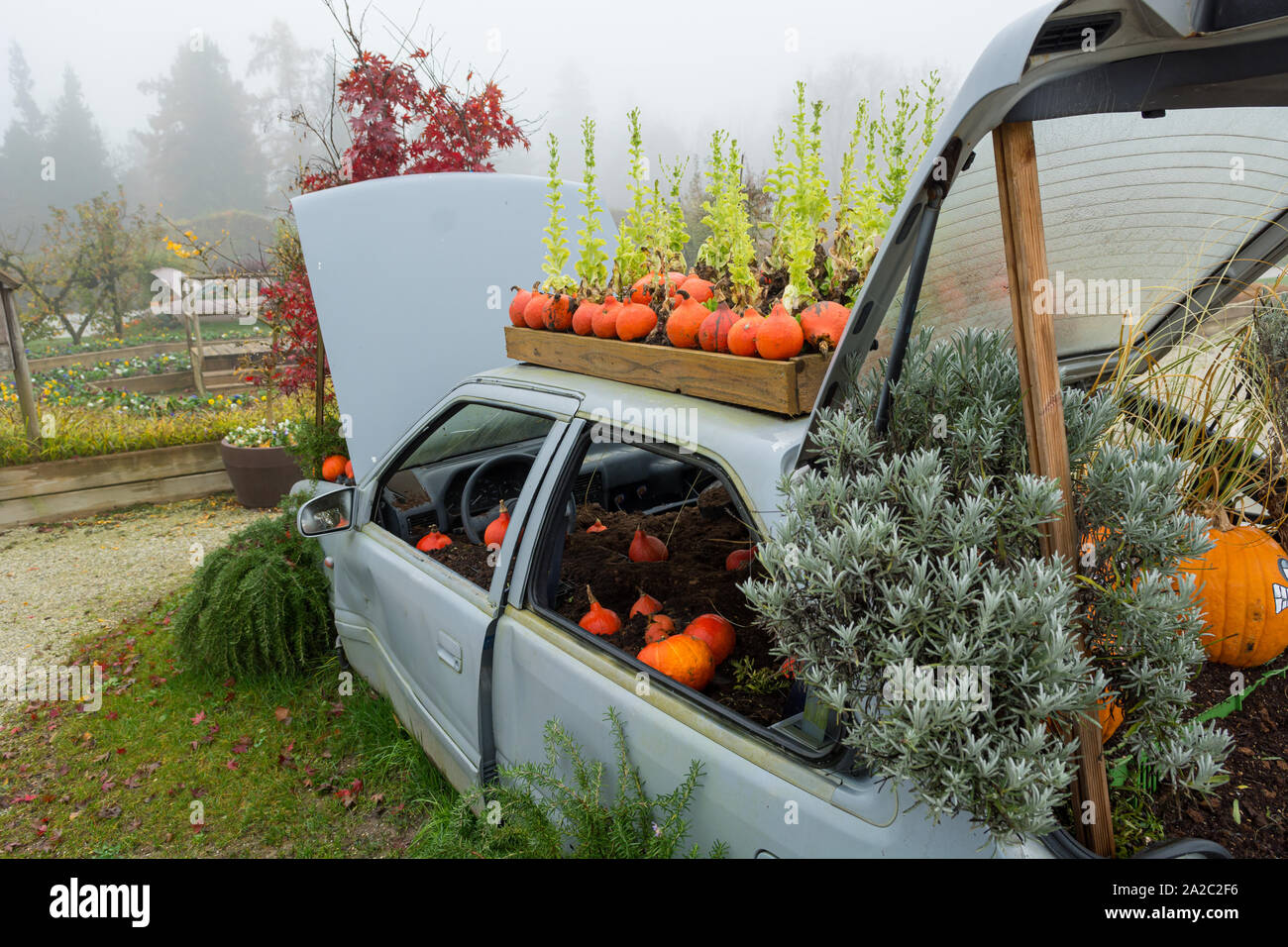 Tree growing through old car hi-res stock photography and images - Alamy
