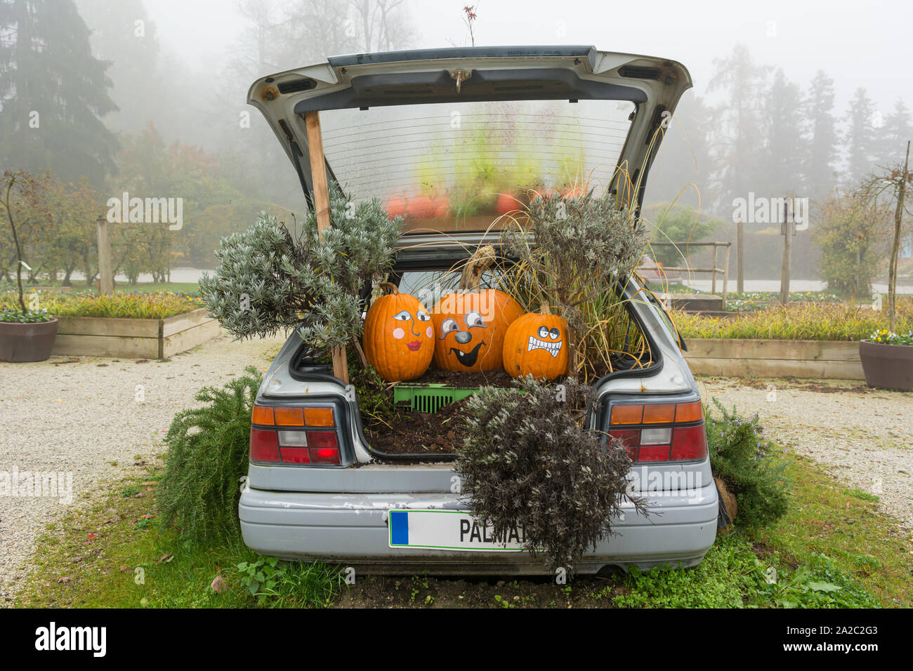 Tree growing through old car hi-res stock photography and images - Alamy