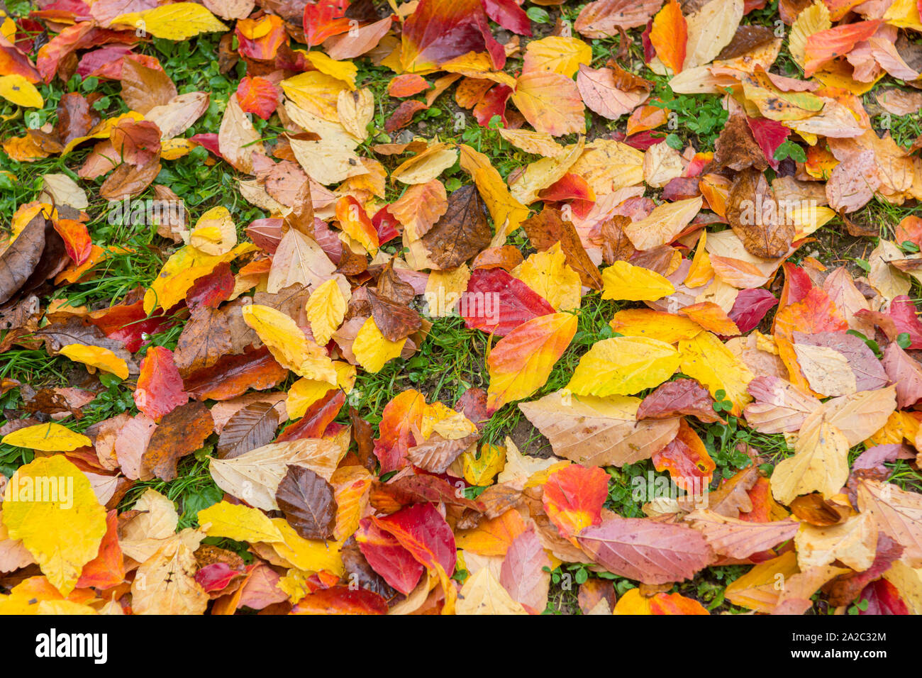Colorful leaves lying on the floor creating a carpet of colors Stock Photo - Alamy
