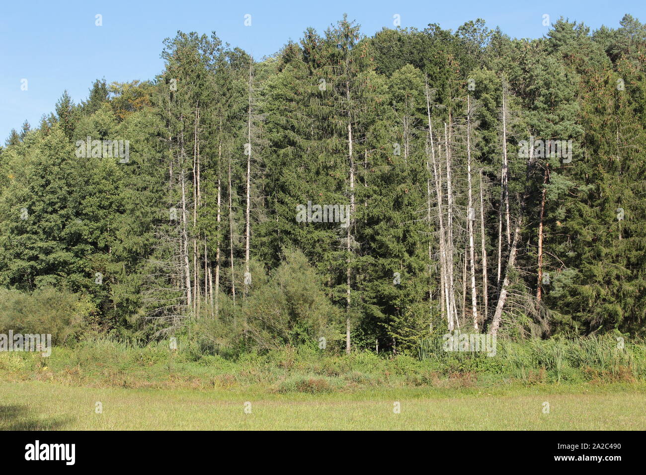 Groups of dead trees in the forest, signs of forest dieback Stock Photo