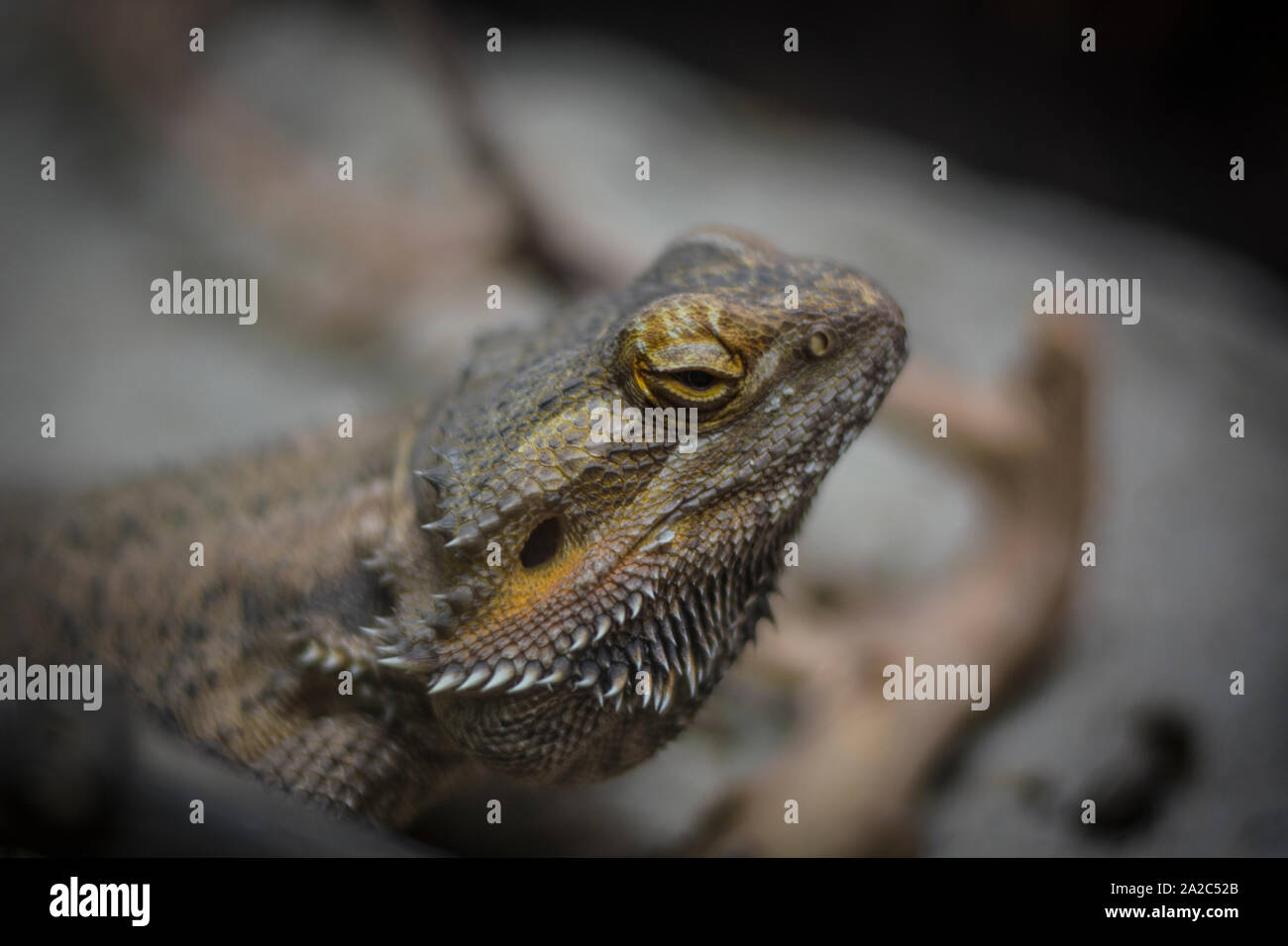 Dragon lizard Stock Photo