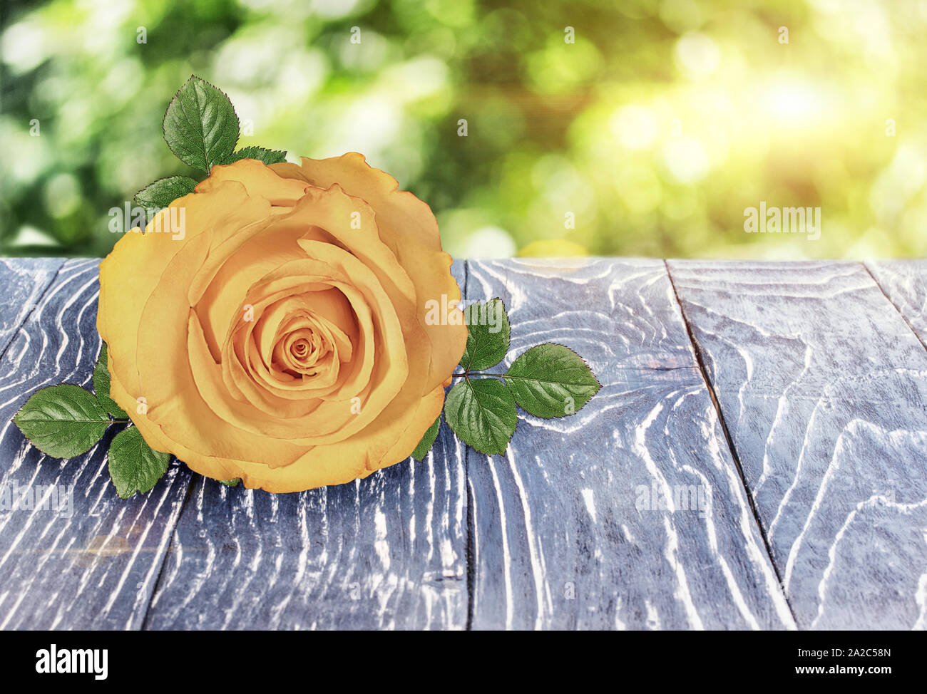 Rose on wooden deck table over beautiful bokeh background Stock Photo