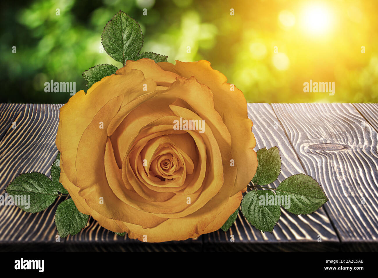 Rose on wooden deck table over beautiful bokeh background Stock Photo