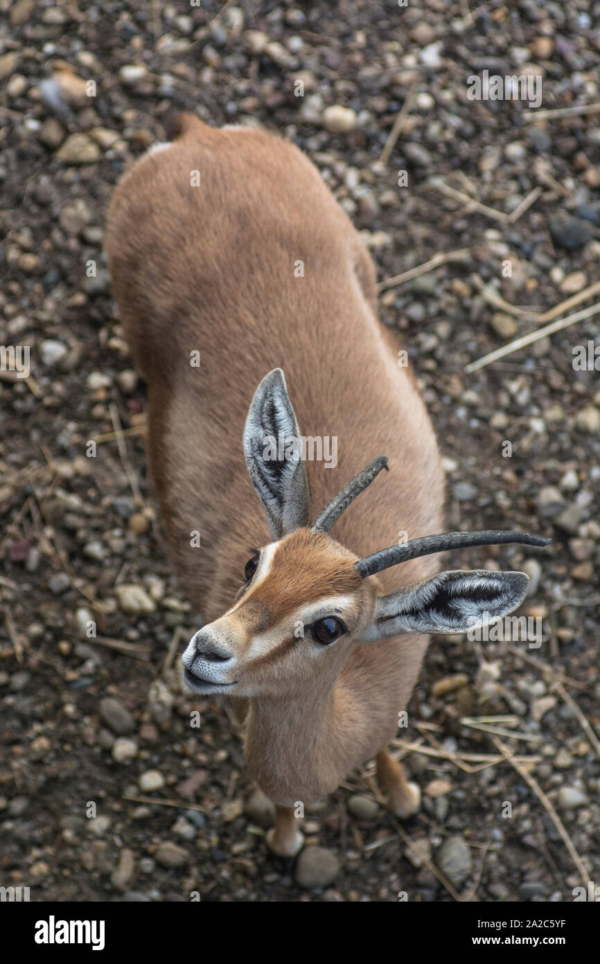 Baby gazelle look at me Stock Photo