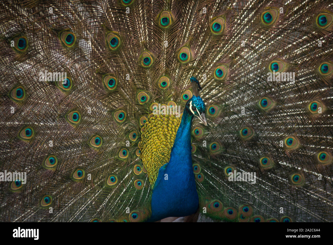 Indian peafowl Stock Photo