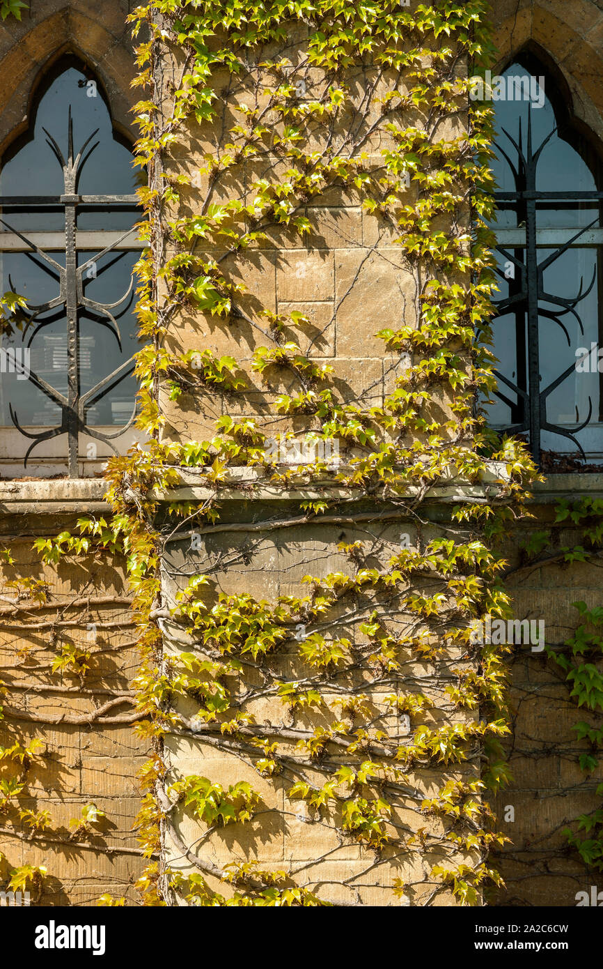 Plants growing up an old building wall Stock Photo Alamy