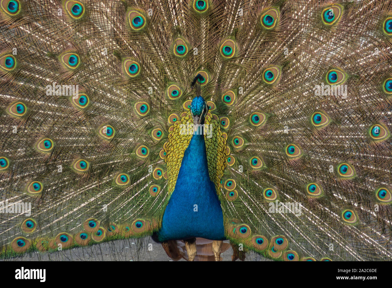 Indian peafowl Stock Photo