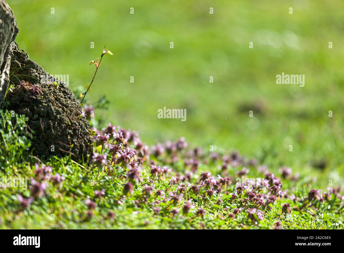 Wild purple flowers growing in Springtime Stock Photo - Alamy