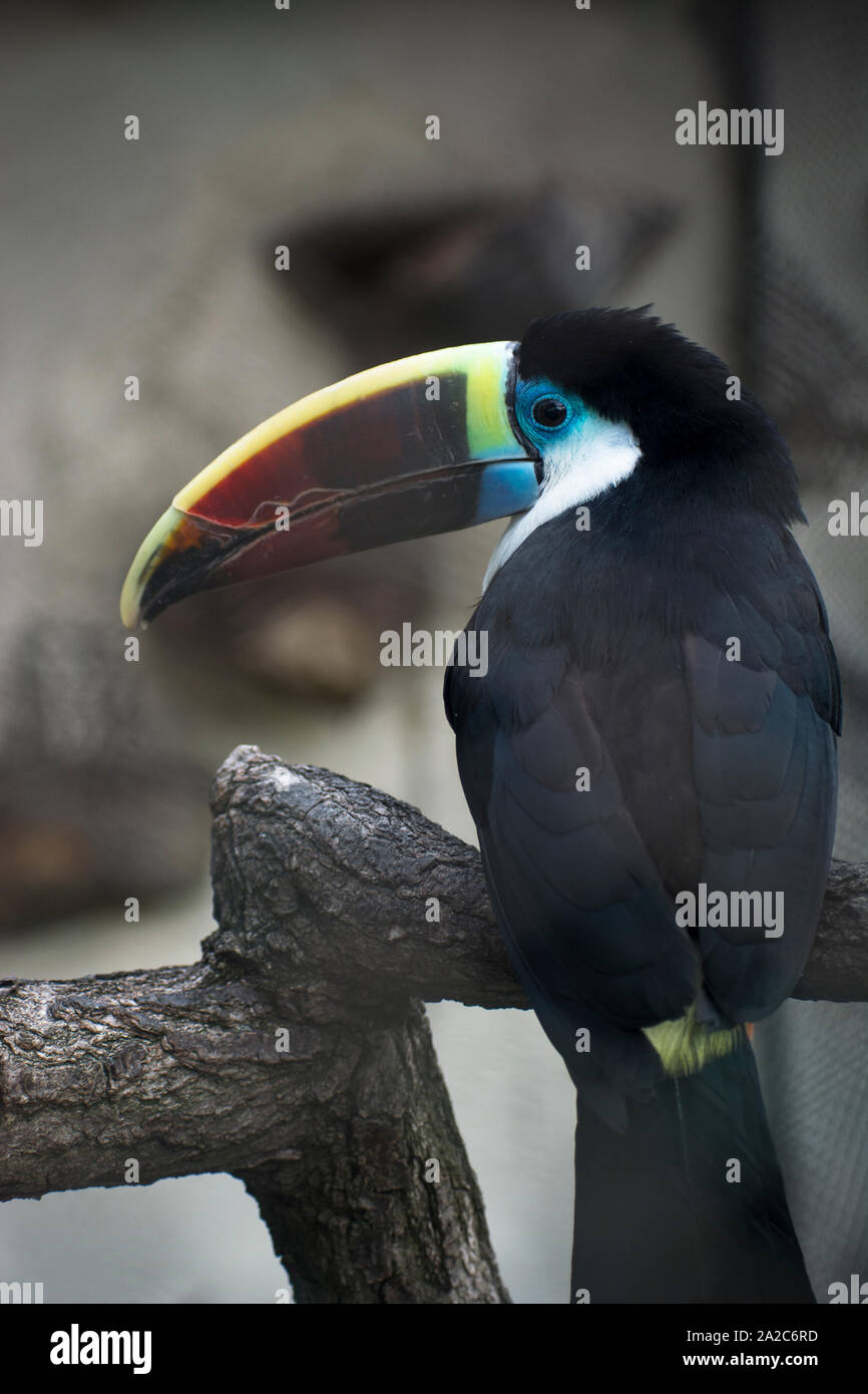 Black toucan Stock Photo