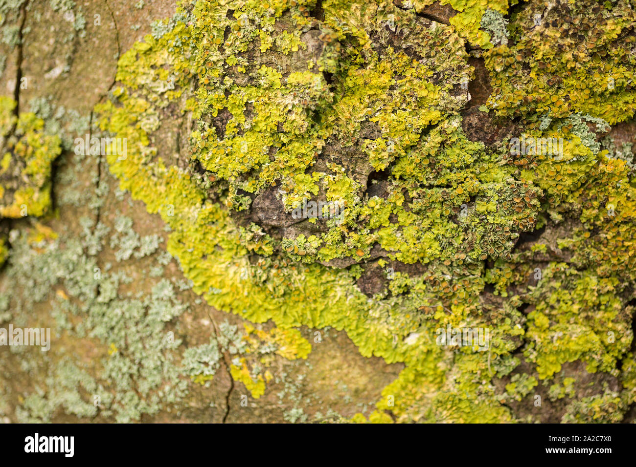 Lichen growing on a large tree trunk Stock Photo
