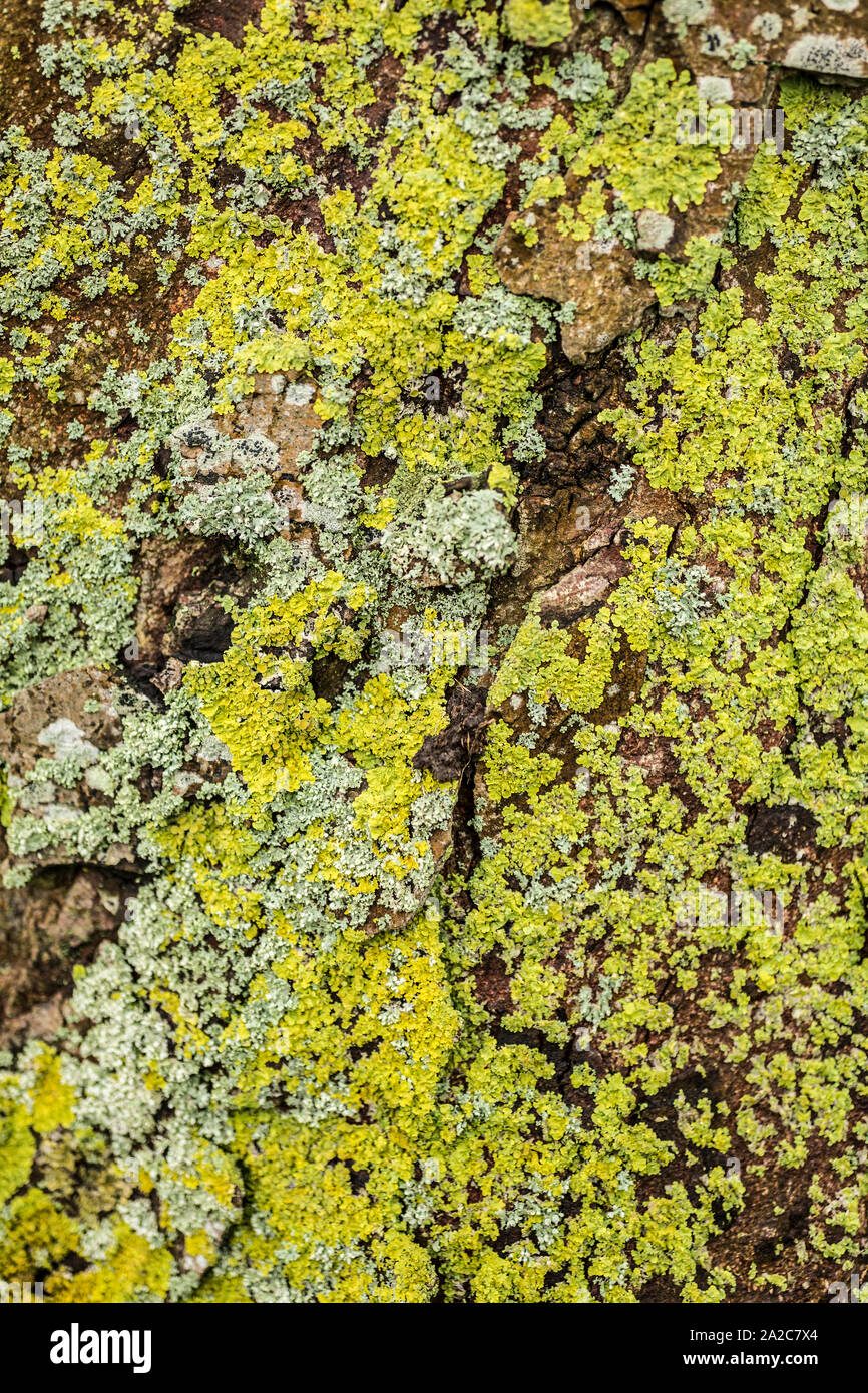 Lichen growing on a large tree trunk Stock Photo