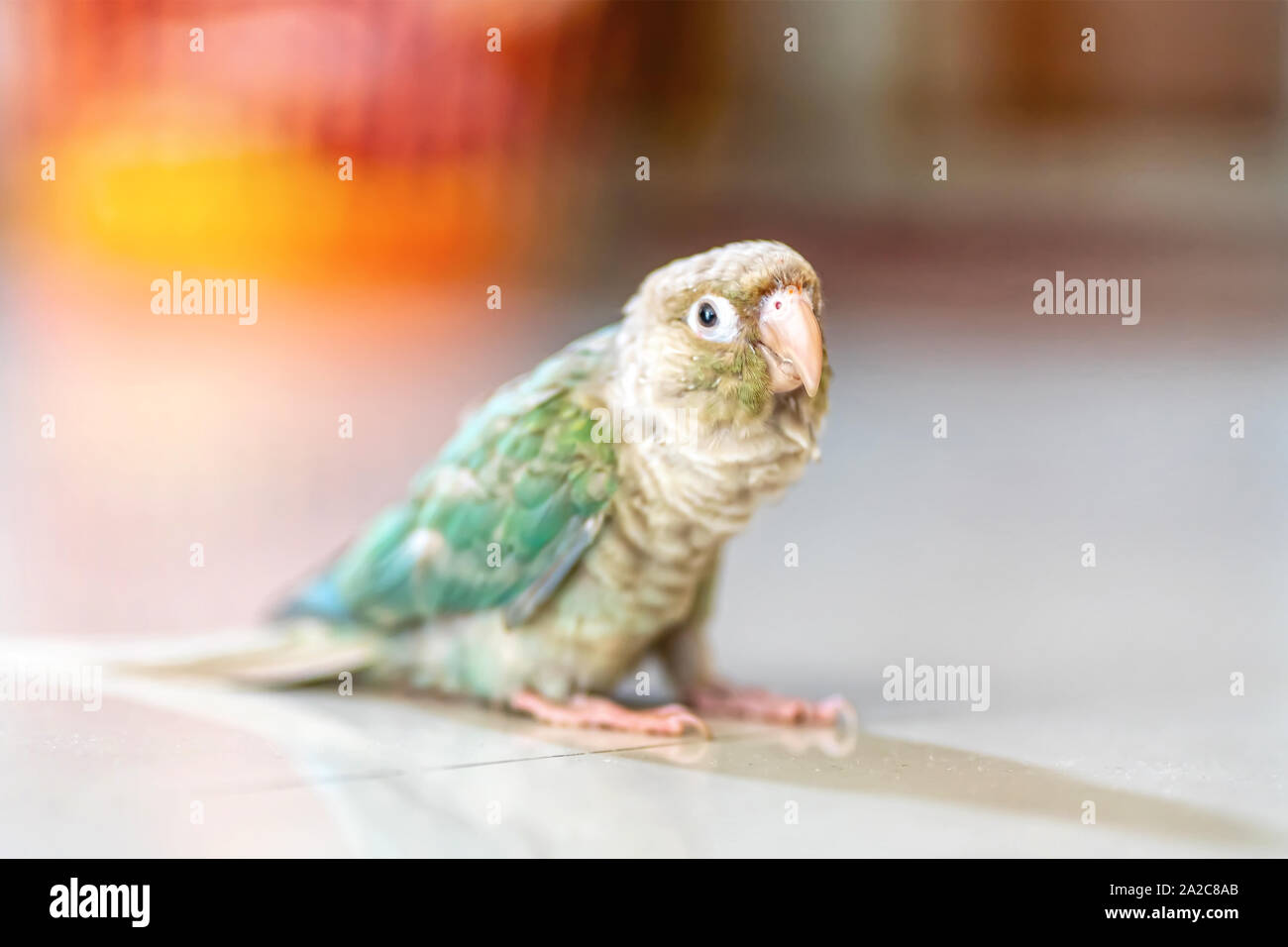 Greencheeked parakeet or greencheeked conure is cute pets Stock Photo
