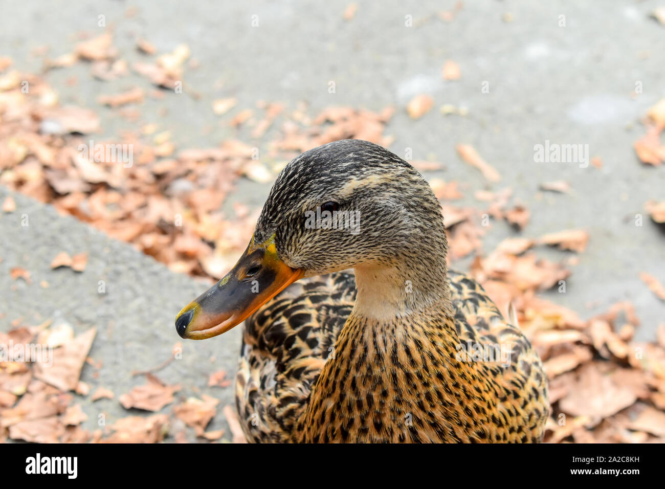 Female mallard duck close up Stock Photo Alamy