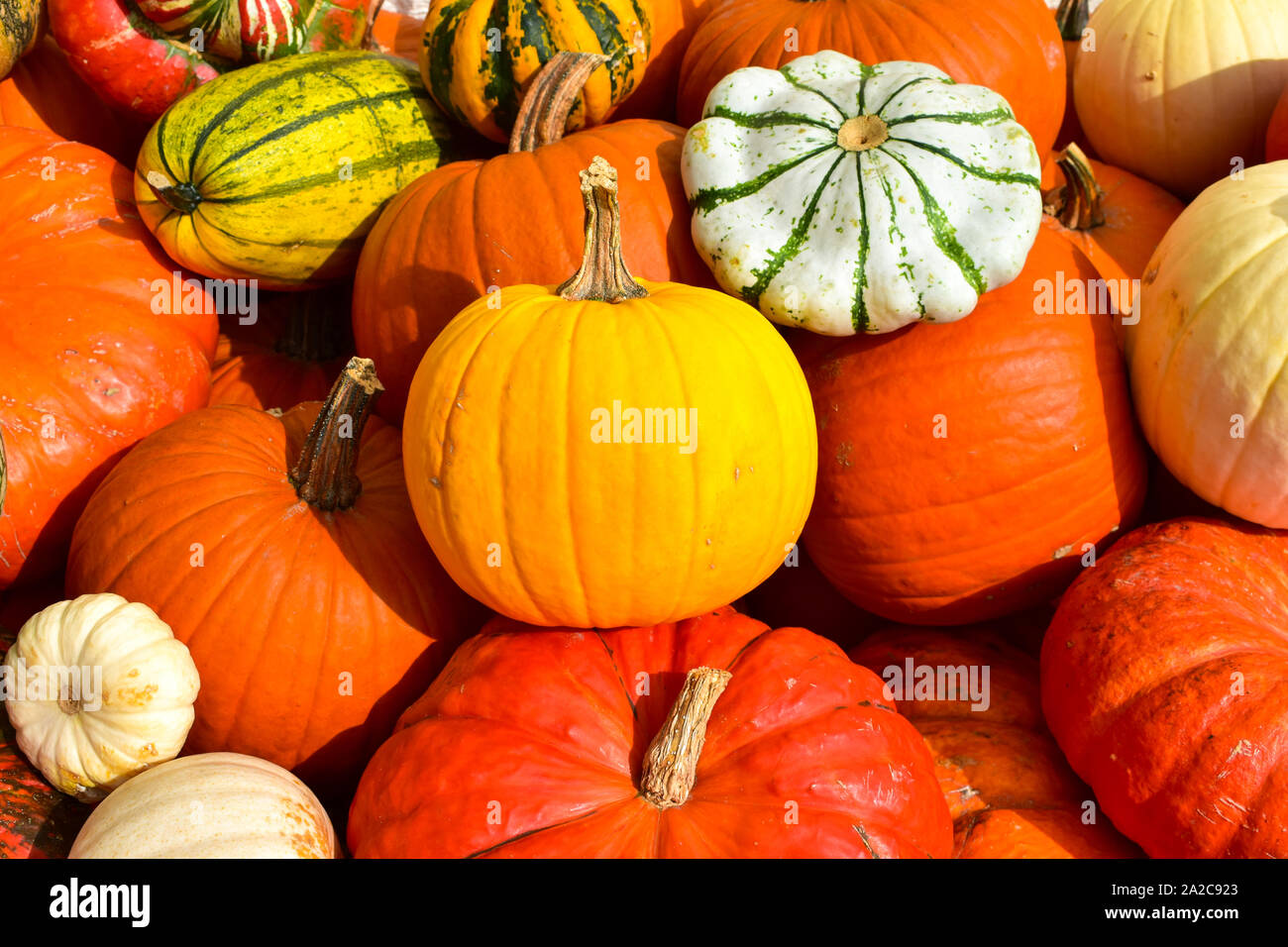 Multicolored decorative pumpkins on autumn festival. Stock Photo