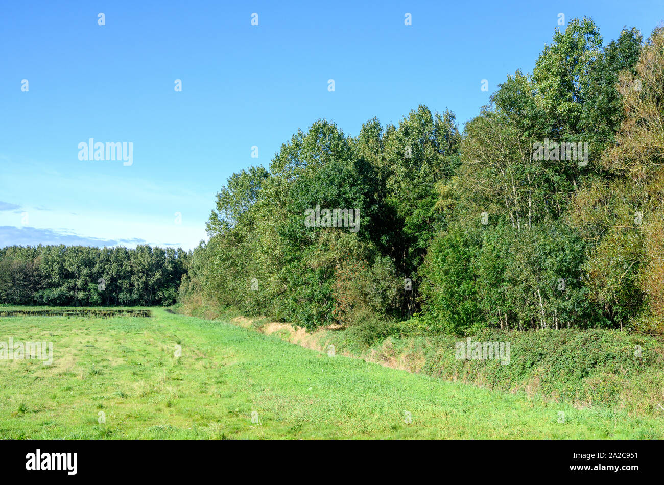 A copse of Poplar trees border a farmer's field against a blue sky Stock Photo