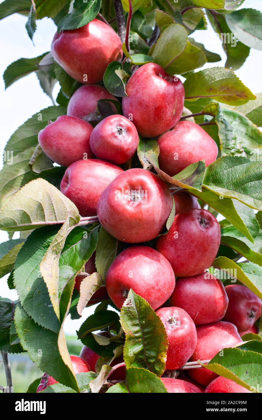 Fresh ripe apples on apple tree branch in the garden Stock Photo - Alamy
