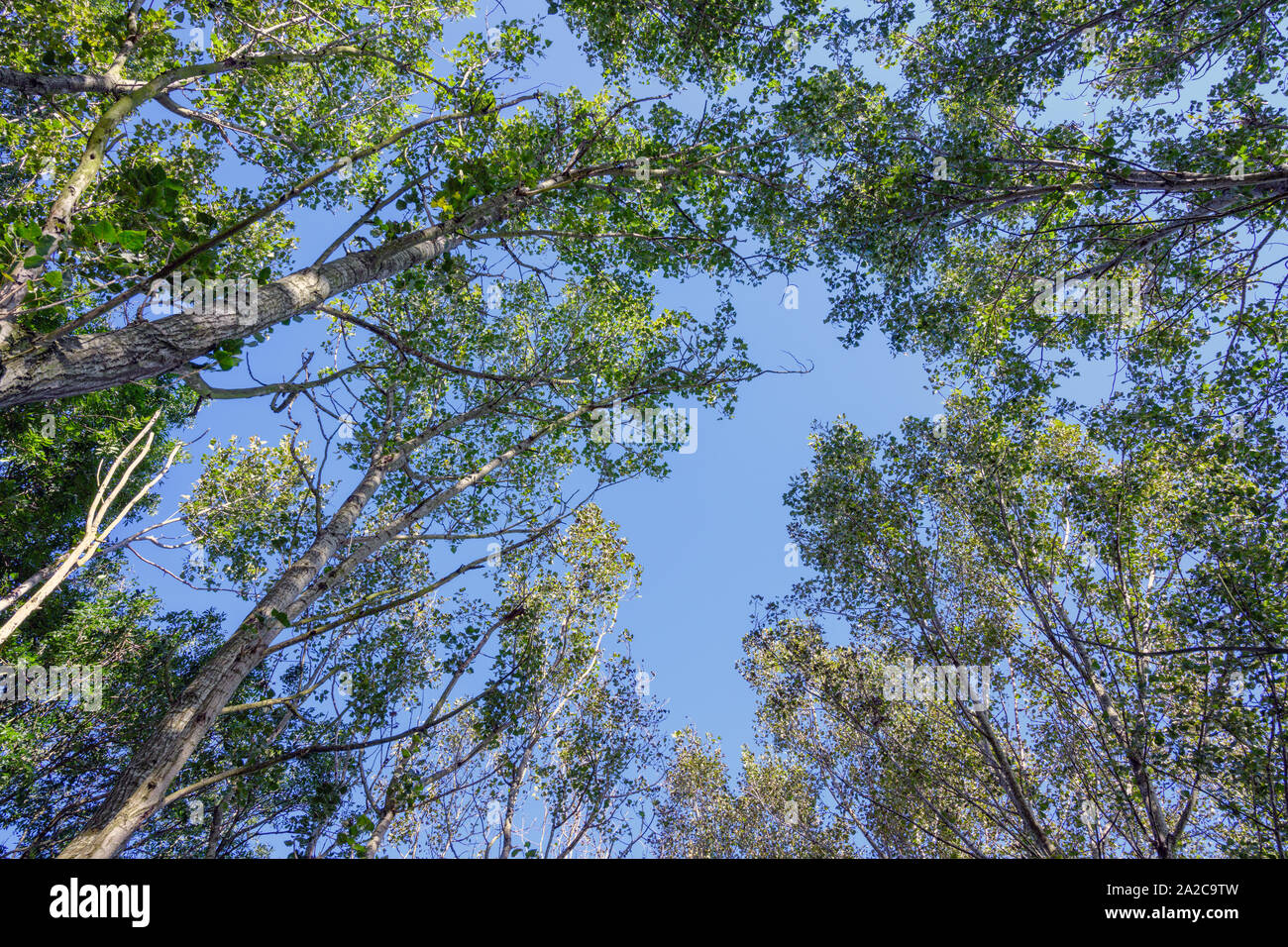 Looking up through a tree canopy fotmed by Poplar trees, against a bright blue sky Stock Photo